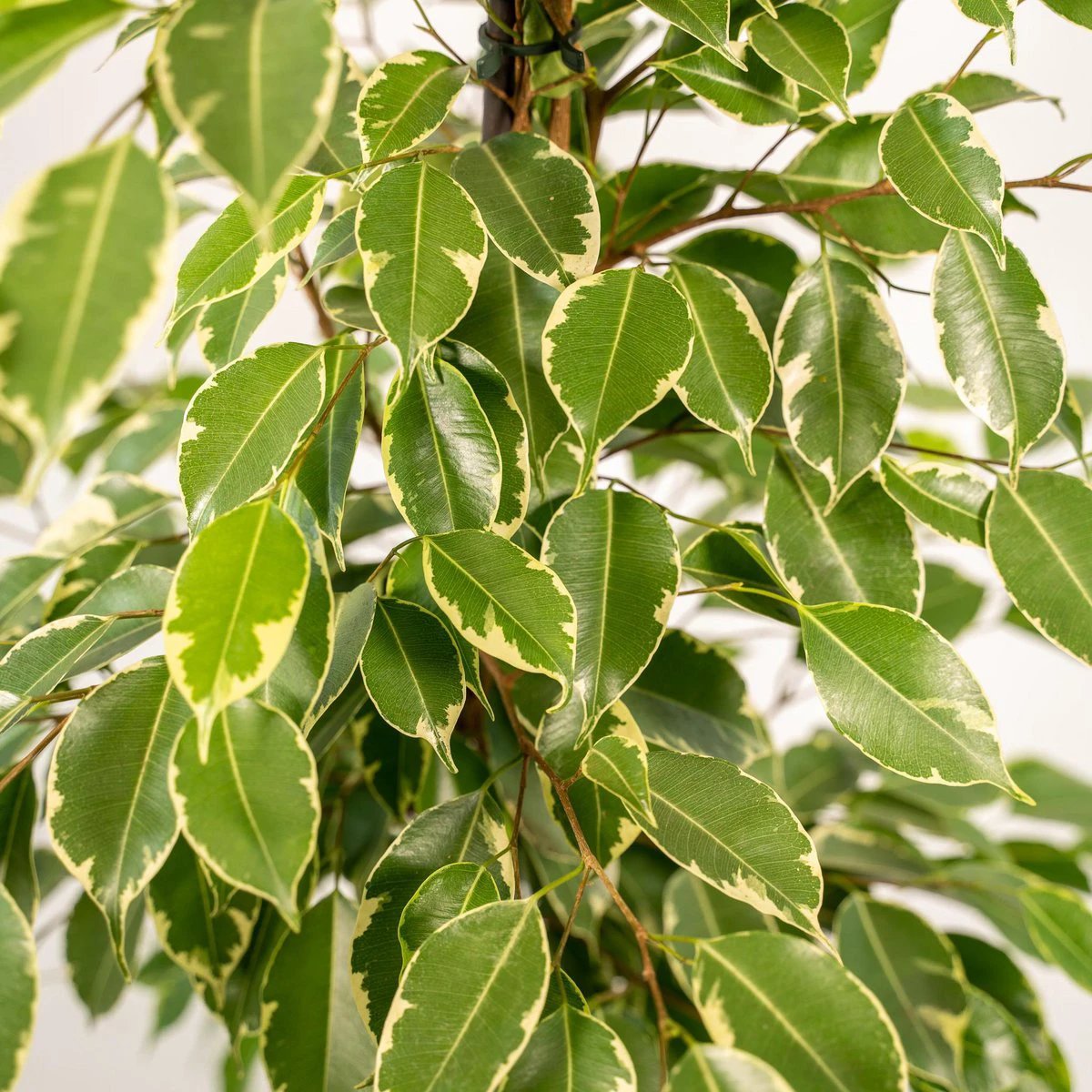 Ficus benjamina Goldenking - Ø21cm - ↕95cm by MEERgroothandel Planten