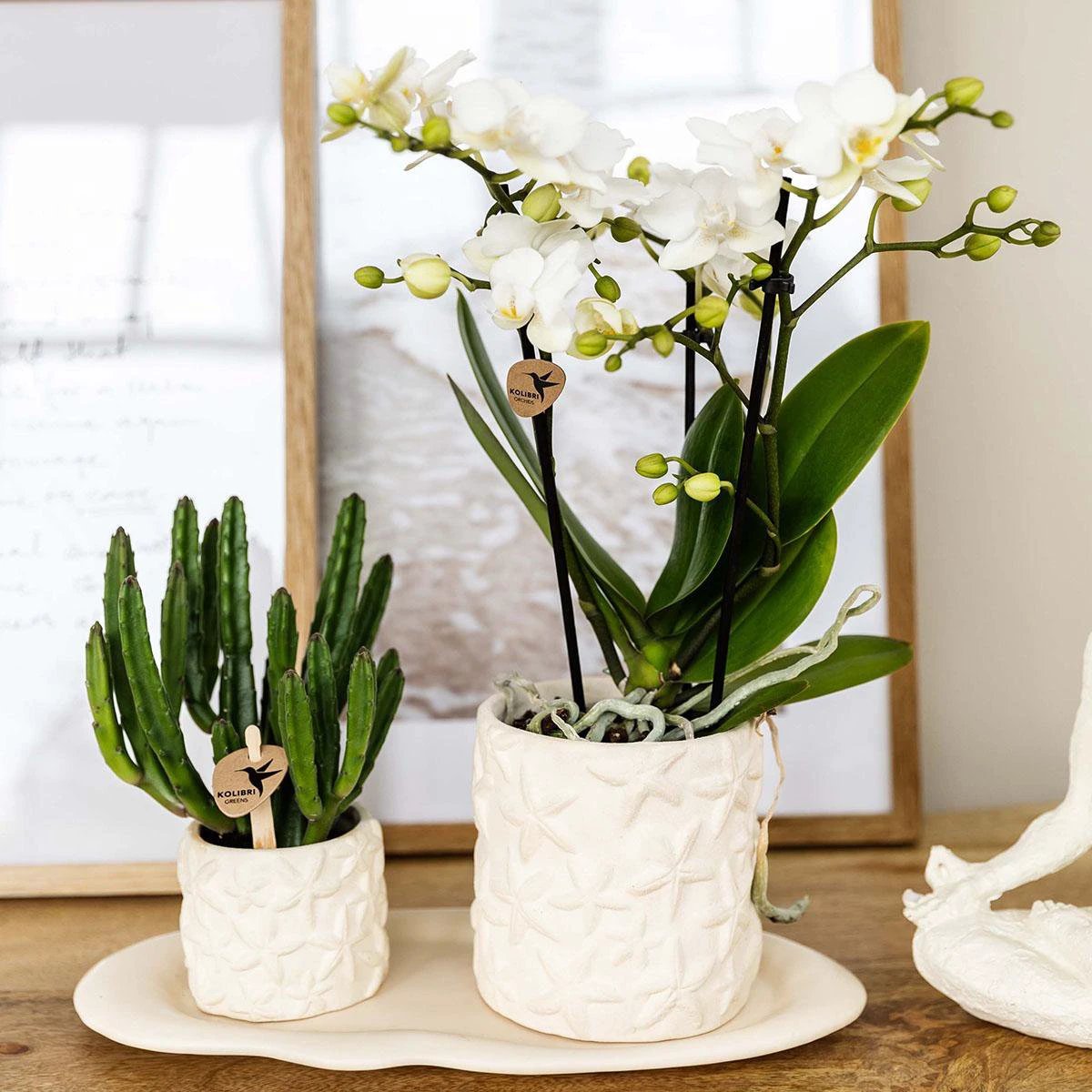 Kolibri Company | Pflanzen-Set Star Fish klein | Weiße Phalaenopsis-Orchidee Lausanne und Sukkulente inkl. keramischer Dekotöpfe auf weißem Bio-Tablett von Kolibri Company