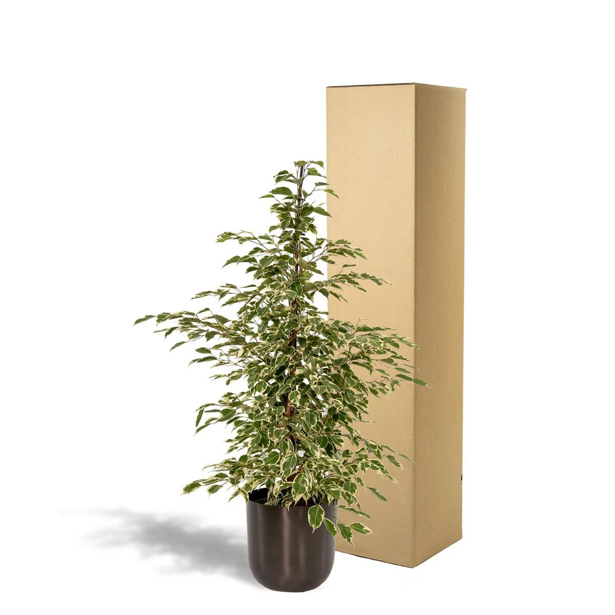 Ficus benjamina Dämmerung - ↨95cm - Ø21cm + Topf Mayk Lead von MEERgroothandel Planten