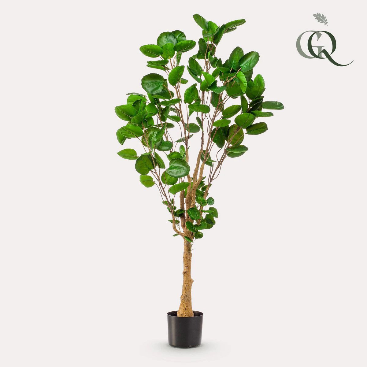 Kunstplant - Polyscias - Aralia - 150 cm by Green boutiQ