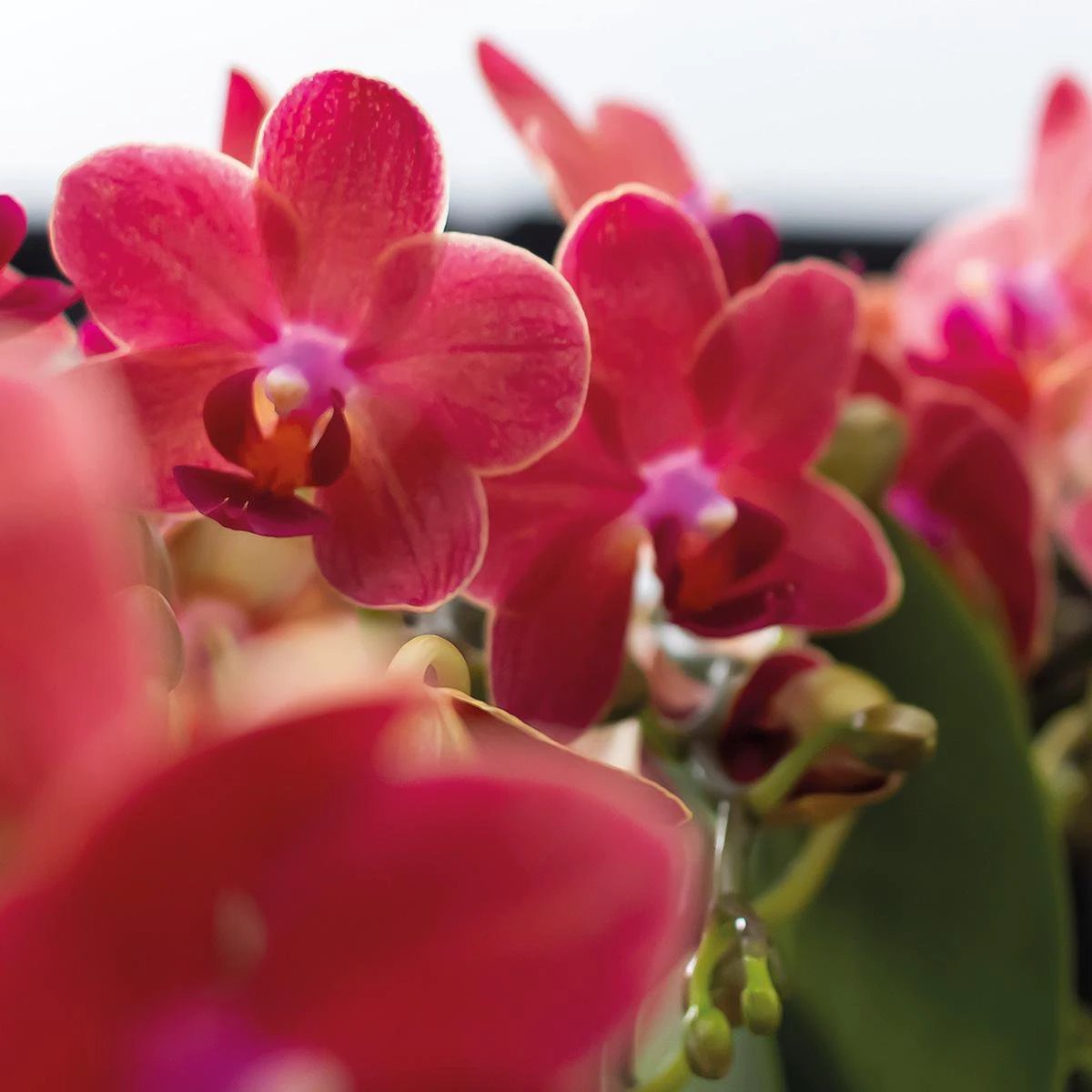 Colibr Orchids | COMBI DEAL from 2 red Phalaenopsis orchids - Congo - potmate Ø9cm-firming room plant – fresh of the grower by Kolibri Company