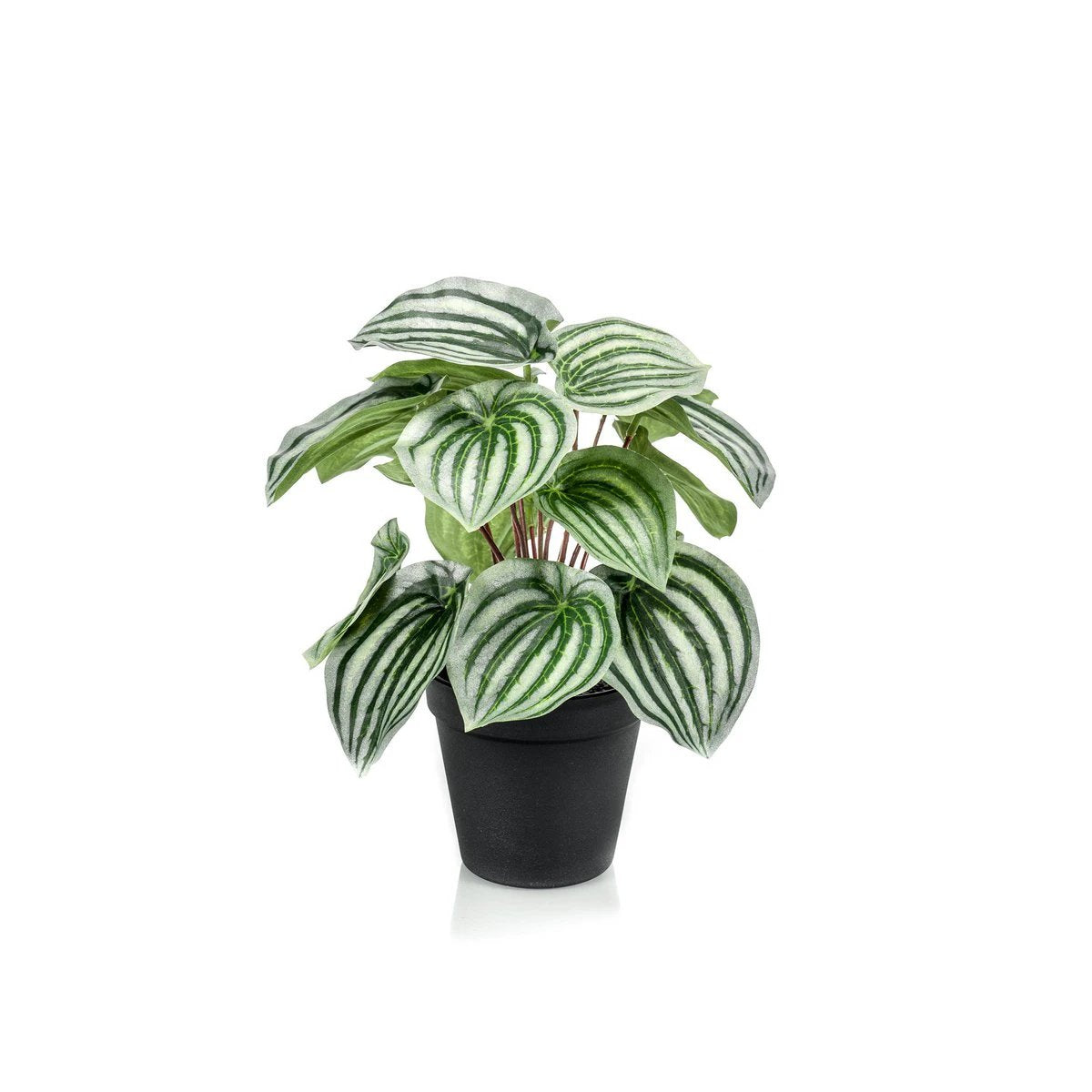 Kunstpflanze – Peperomia Argyreia – Wassermelone – 25 cm von Green boutiQ