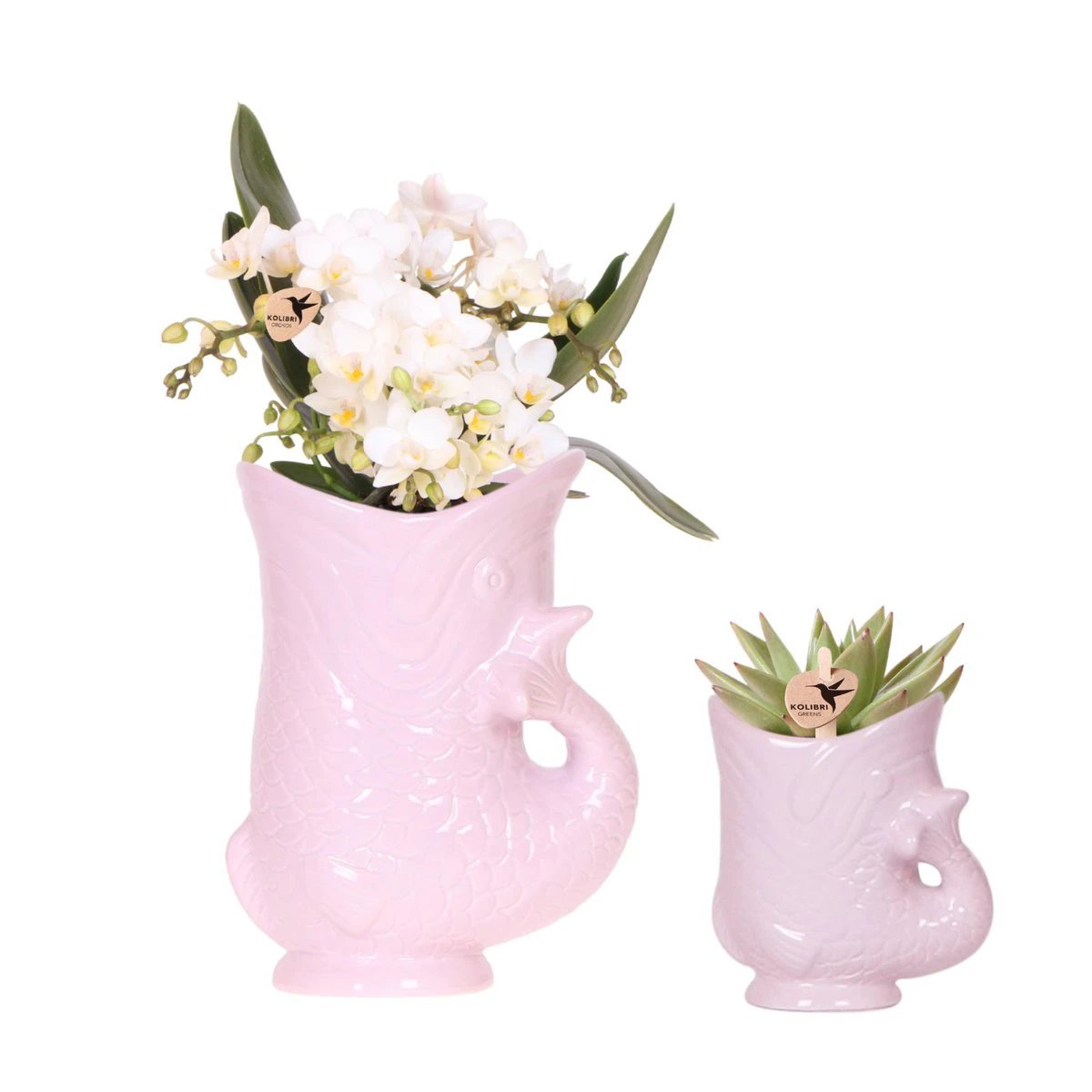 Kolibri Orchids | Set van witte orchidee Nazaré en succulent in Fish sierpot roze - potmaat Ø9cm & Ø6cm | bloeiende kamerplant - vers van de kweker by Kolibri Company