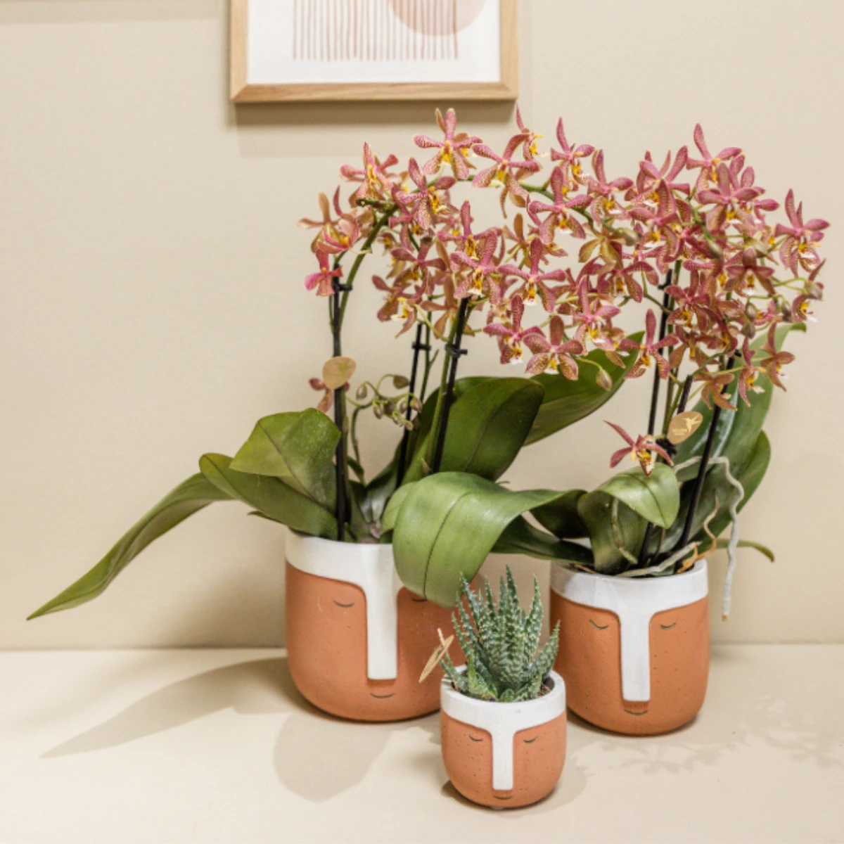 Colibr Orchids | orange Phalaenopis orchid - Spider potmate Ø9cm | -driving room plant - fresh from the grower by Kolibri Company