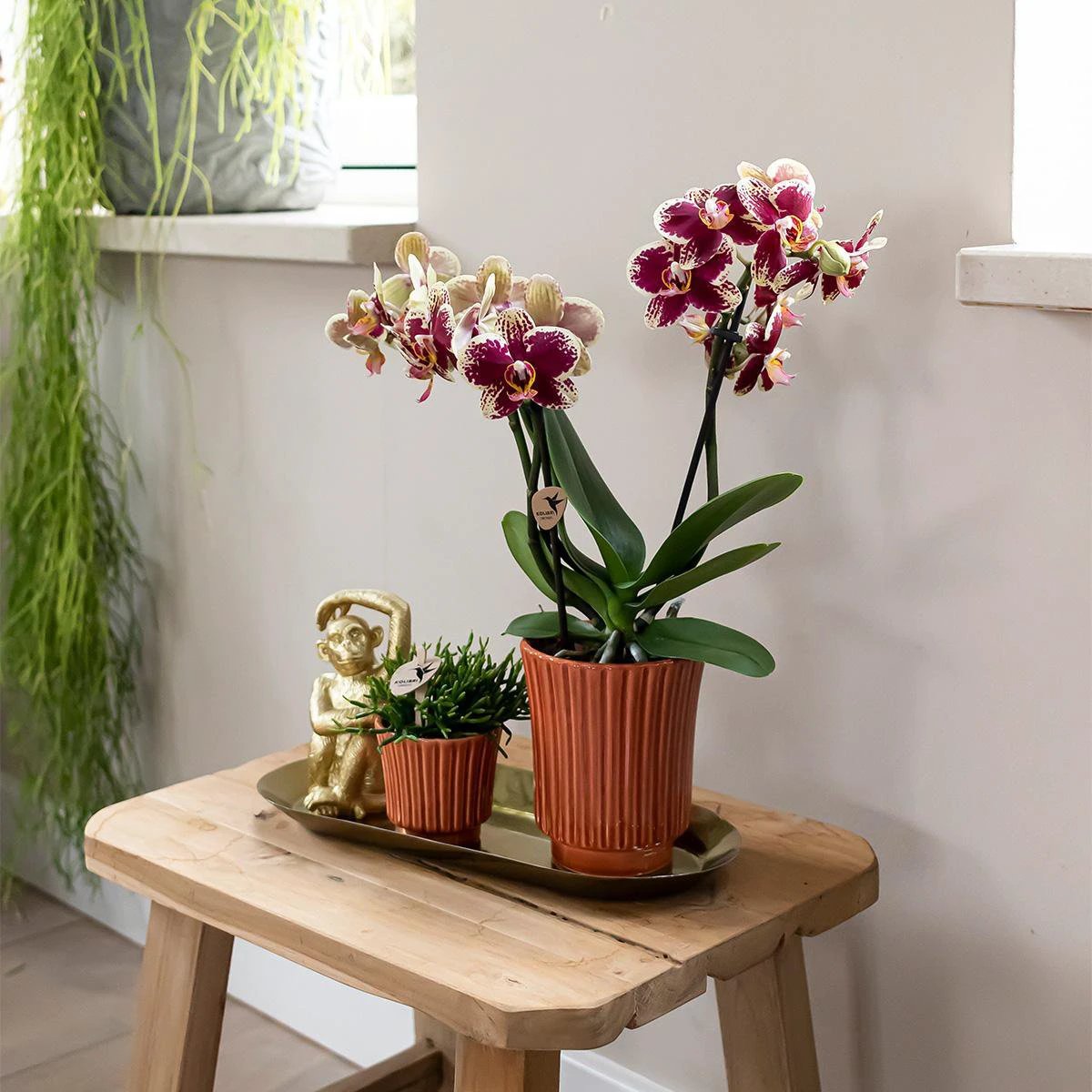 Kolibri-Orchideen | Pflanzset Culture Cocktail Terrakotta klein | Grünpflanzen mit Phalaenopsis-Orchidee in dekorativen Retro-Terrakotta-Töpfen und Goldtablett von Kolibri Company