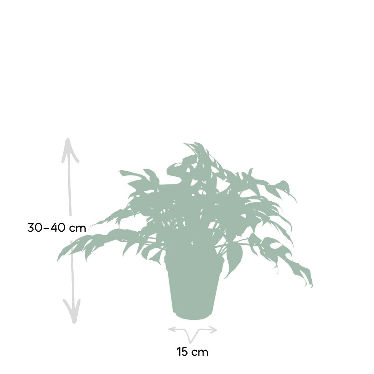Monstera Minima - Hole plant - Ø15cm - ↕25cm by MEERgroothandel Planten