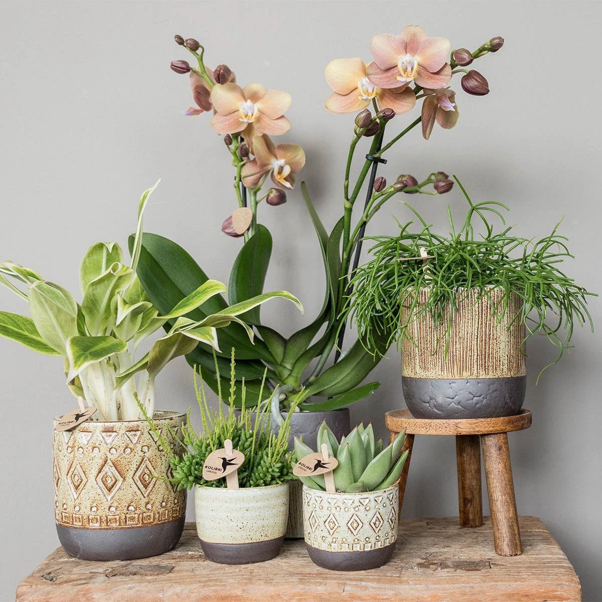 Kolibri Greens | Green Plant - Succulent Echeveria Miranda | green houseplant - fresh from the grower - Ø9cm by Kolibri Company