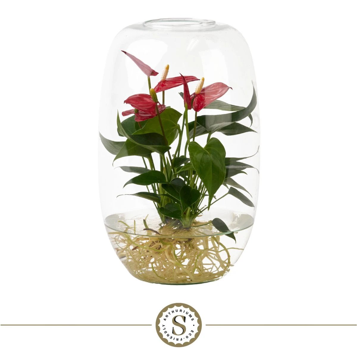 Anthurium Aqua Roots Atlantis Red Champion by Blooming Luxury
