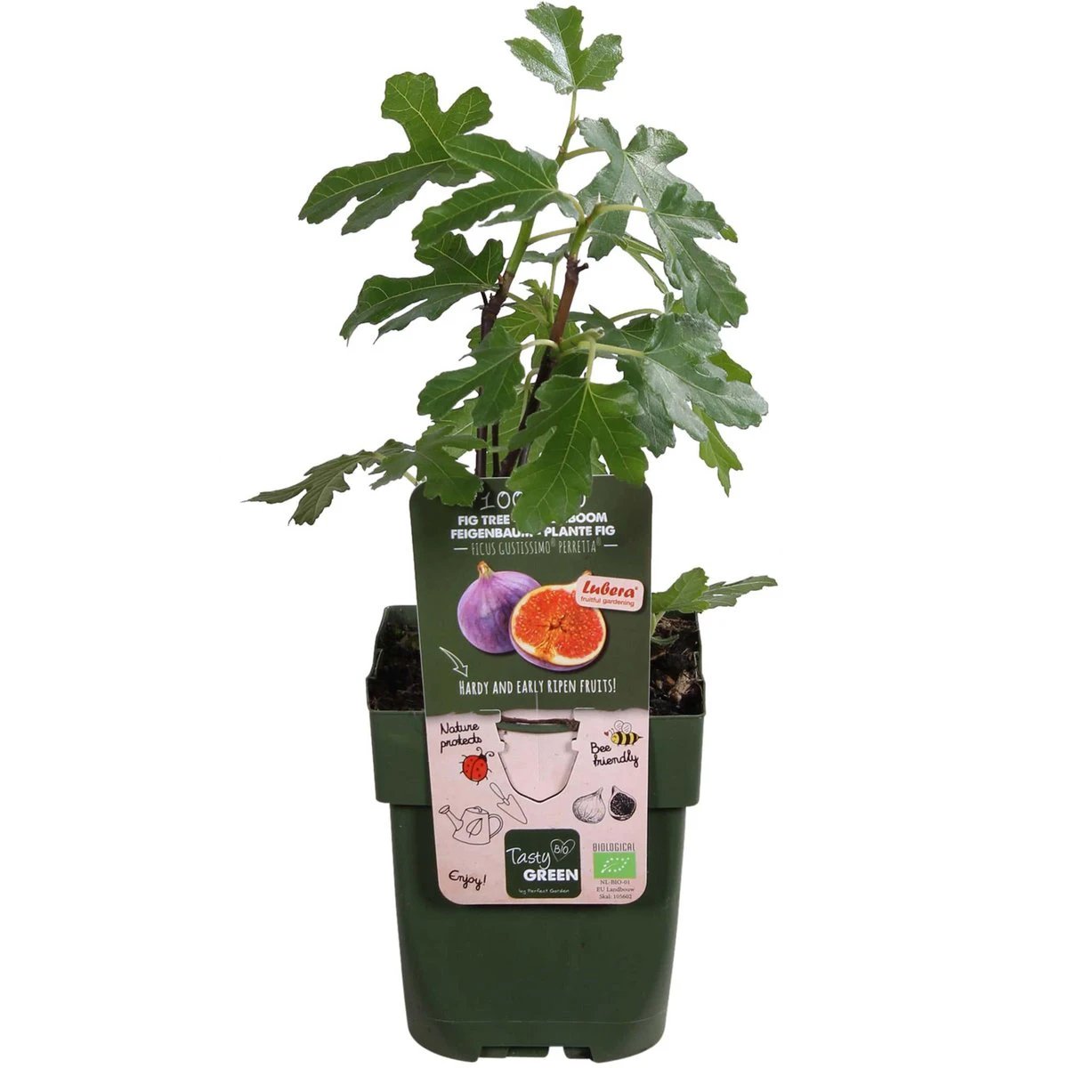 Ficus Gustissimo Perretta – Ø19 cm – ↕50 cm – Ø13 – ↨45 cm von MEERgroothandel Planten