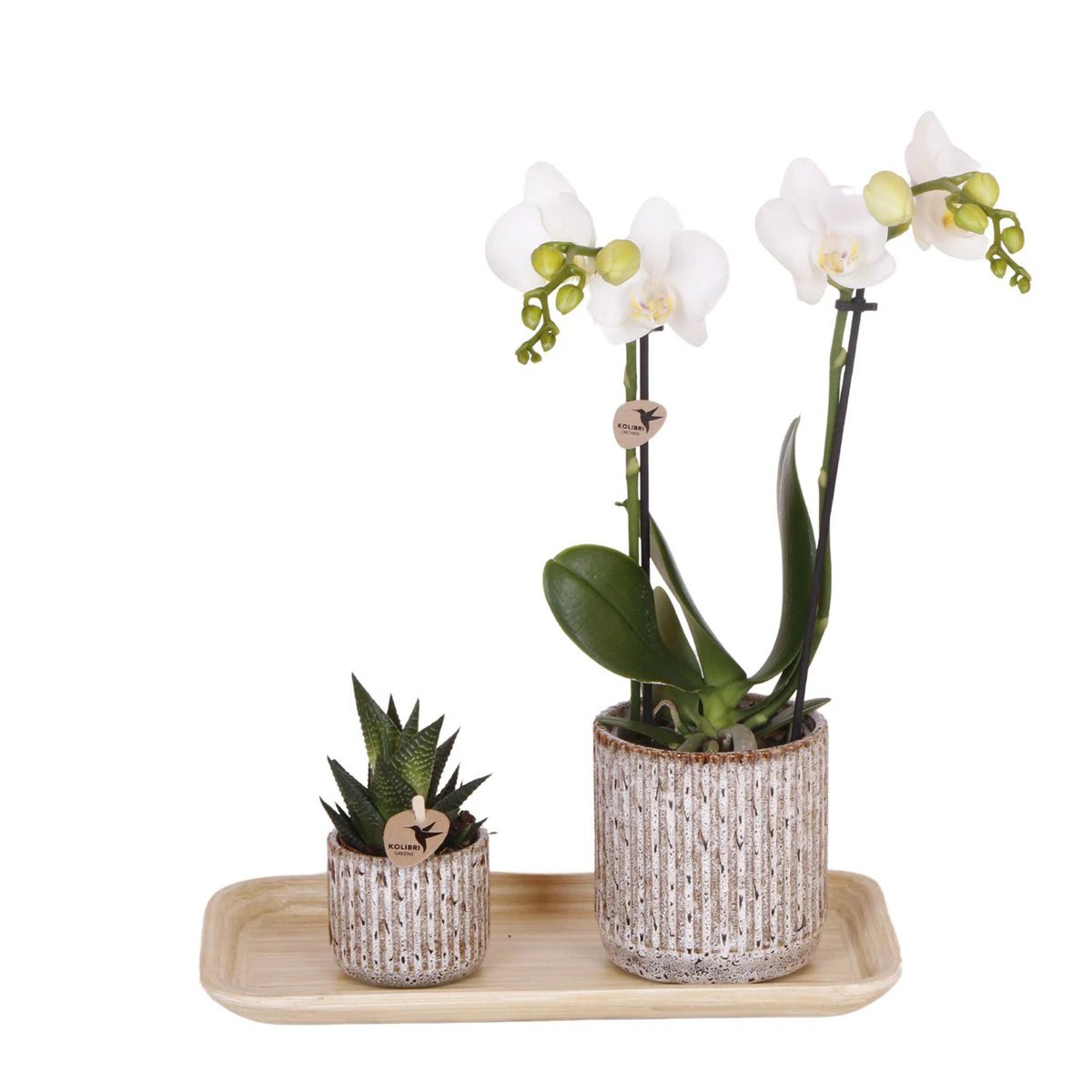Kolibri Orchids | Gift set Untamed Nature small | Groene plant met witte Phalaenopsis orchidee Amabilis in Jaguar sierpotten op bamboe dienblad by Kolibri Company