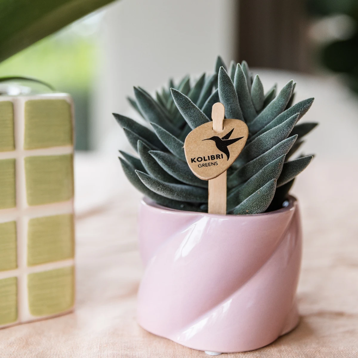 Hummingbird Greens | Green plant - Succulent Tarantula - green houseplant - fresh from the grower - Ø6cm by Kolibri Company