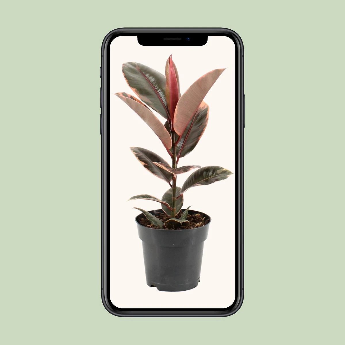 Ficus Elastica Belize - Ø17cm - ↕55cm by MEERgroothandel Planten