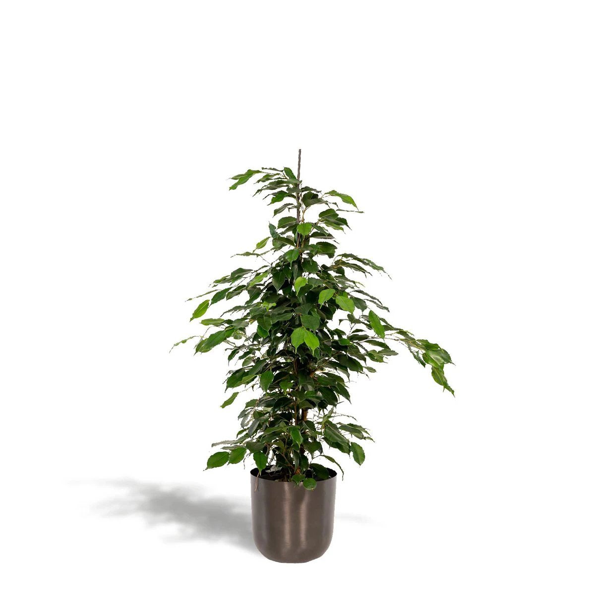 Ficus benjamina Danielle - ↨95cm - Ø21cm + Topf Mayk Blei von MEERgroothandel Planten