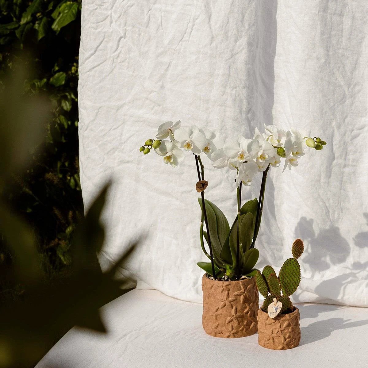 Kolibri Home | Star Fish sierpot - Sand - Ø6cm by Kolibri Company