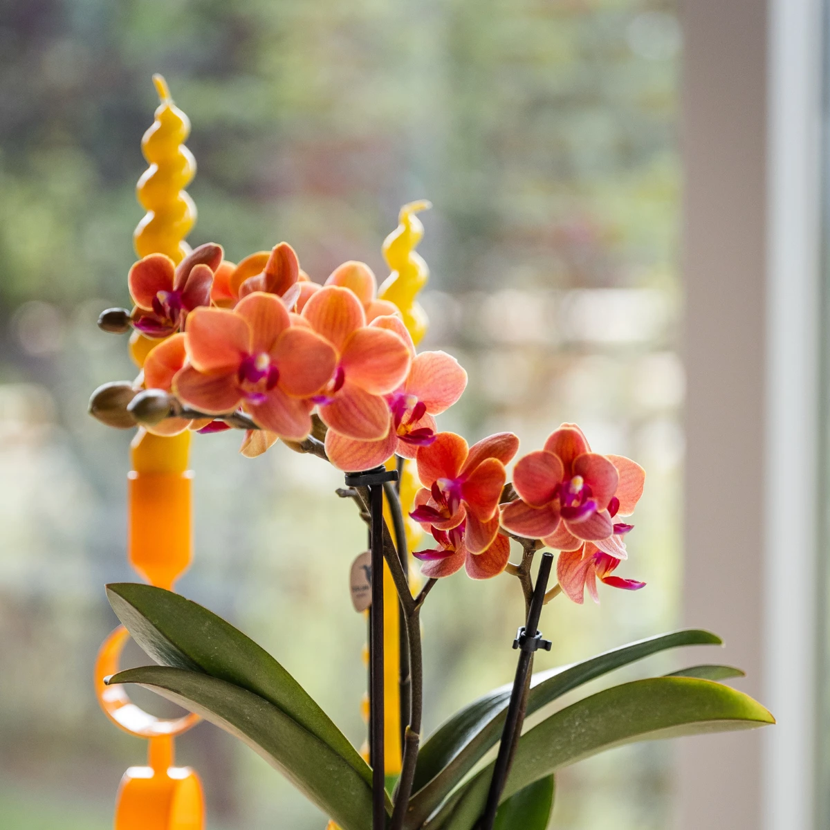 Kolibri-Orchideen | Orange Orchidee Bolzano + dekorativer Star-Fish-Topf – Topfgröße Ø9 cm | blühende Zimmerpflanze – frisch vom Züchter von Kolibri Company