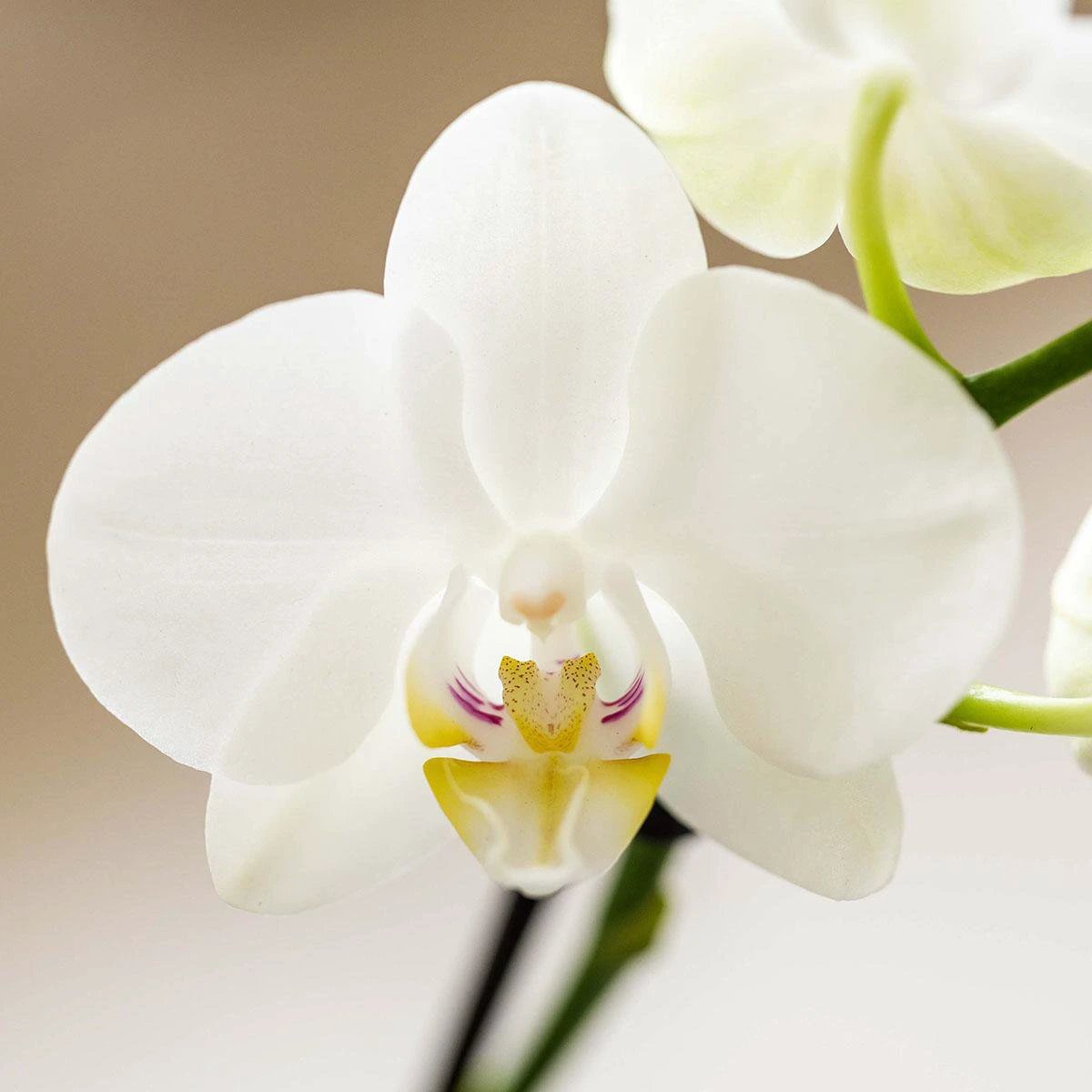 Kolibri Company | Plant set White Phalaenopsis Orchid Amabilis and Succulents incl. Ceramic Malaga Sierpots by Kolibri Company