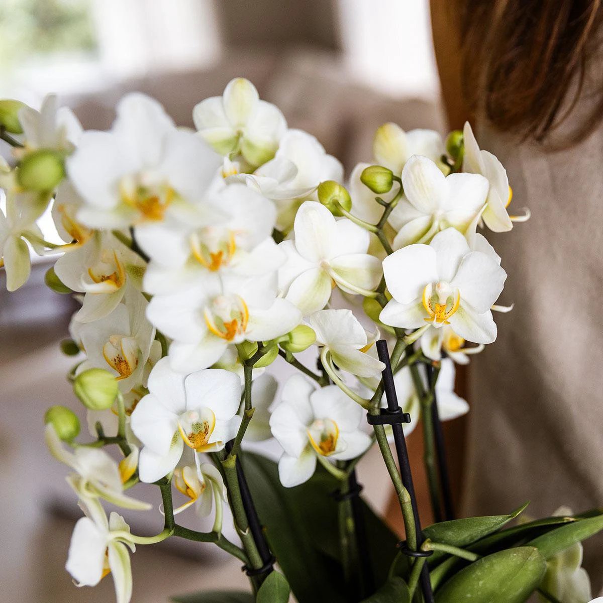 Colibr Orchids | weiße Phalaenopsist-Orchidee – Lausannne-Ausführung Ø12cm | – Wohnzimmerpflanze – frisch vom Züchter von Kolibri Company