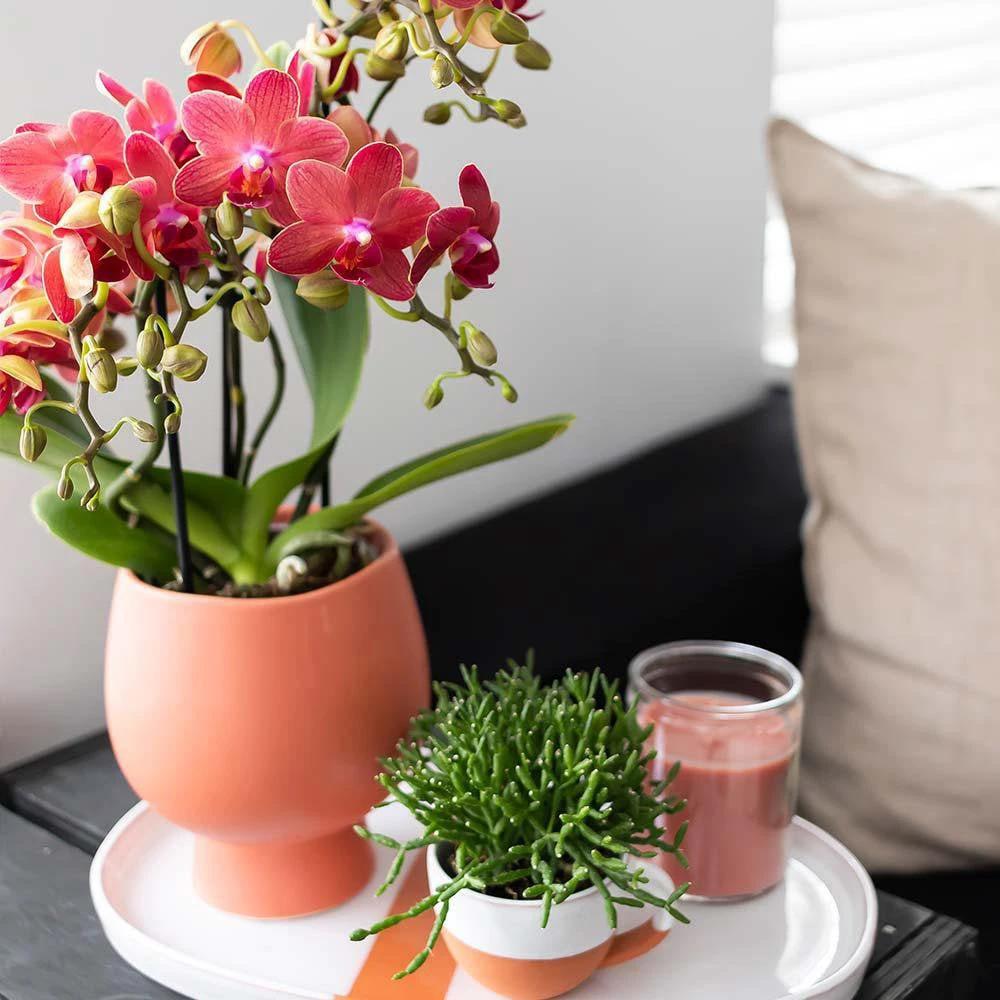 Colibr Orchids | red Phalaenopsis orchid pot measure Ø9cm | Congo | -driving room plant - freshly from the grower by Kolibri Company