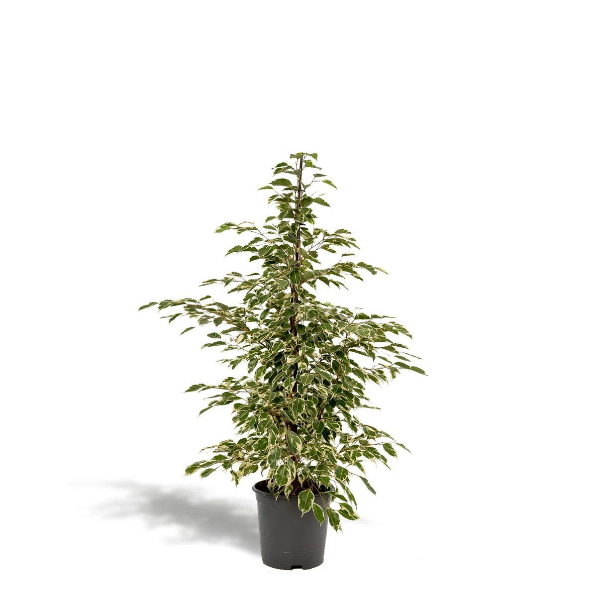 Ficus benjamina Twilight - Ø21cm - ↕95cm by MEERgroothandel Planten