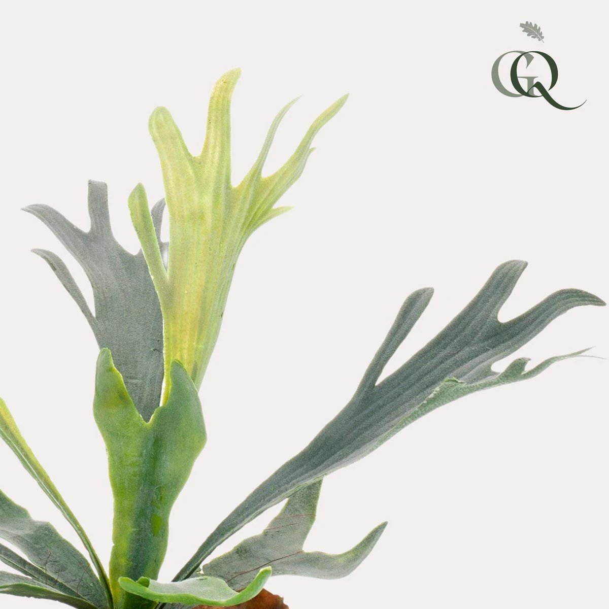 Kunstpflanze – Geweihfarn – Staghorn – 33 cm von Green boutiQ