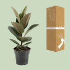 Ficus sturdy elastic - Ø17cm - ↕55cm by MEERgroothandel Planten