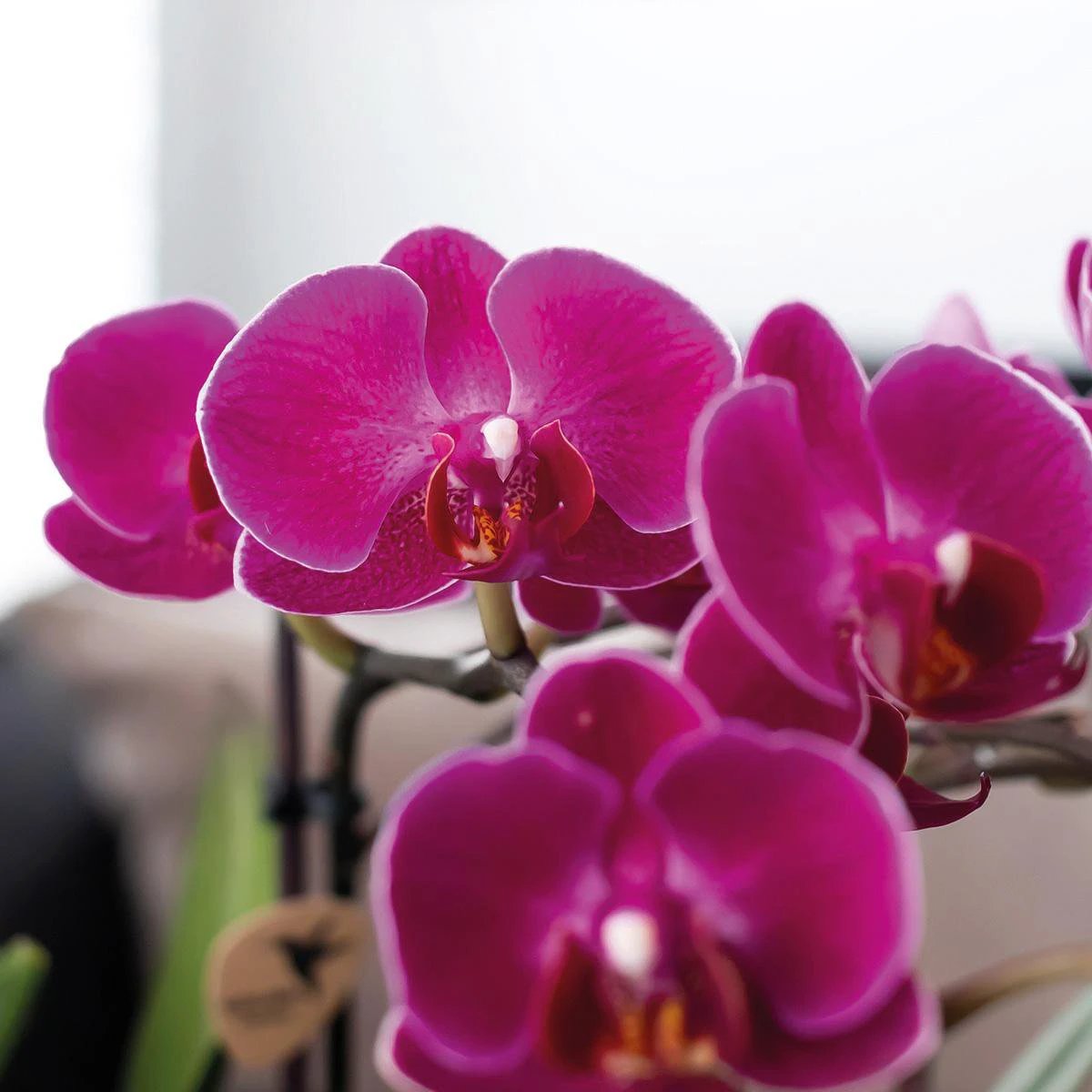Colibr Orchids | purple orchids set in Como dish incl. water reservoir | three purple orchids Morelia 9cm | Mono Buquet purple with self-supporting water reservoir by Kolibri Company