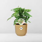 Monstera ‘Monkey Leaf’ in ELHO Vibes Fold 14cm geel by MEERgroothandel Planten