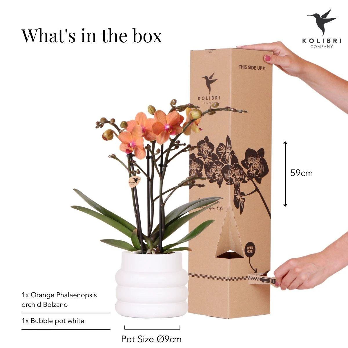 Hummingbird Orchids | Orange Phalaenopsis orchid - Mineral Bolzano + Bubble pot white - pot size Ø9cm | flowering houseplant - fresh from the grower by Kolibri Company