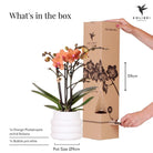 Hummingbird Orchids | Orange Phalaenopsis orchid - Mineral Bolzano + Bubble pot white - pot size Ø9cm | flowering houseplant - fresh from the grower by Kolibri Company