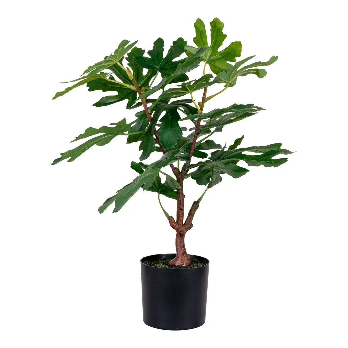 Fig Tree - Green, PE Plastic, H:60 cm by EMIRELLE