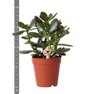 Kolibri Greens | Green Plant - Succulent Crassula Ovata Potmaat Ø9cm | green houseplant - fresh from the grower - Ø9cm by Kolibri Company