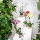 Kolibri Orchids - Surprise box mix - plant discount box - surprise box with 4 different orchids 12cm - fresh from the grower by Kolibri Company