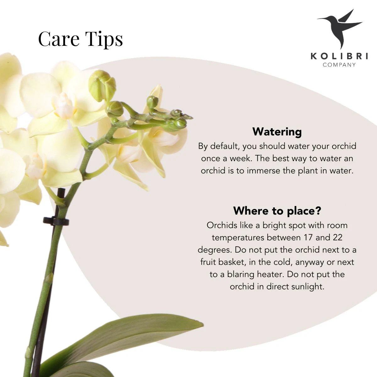 Kolibri Orchideen | gelbe Phalaenopsis-Orchidee – Mexico + Citrus Orchideentopf grüne Töpfe – potmate Ø9 cm | blühende Zimmerpflanze im Blumentopf – frisch vom Züchter von Kolibri Company