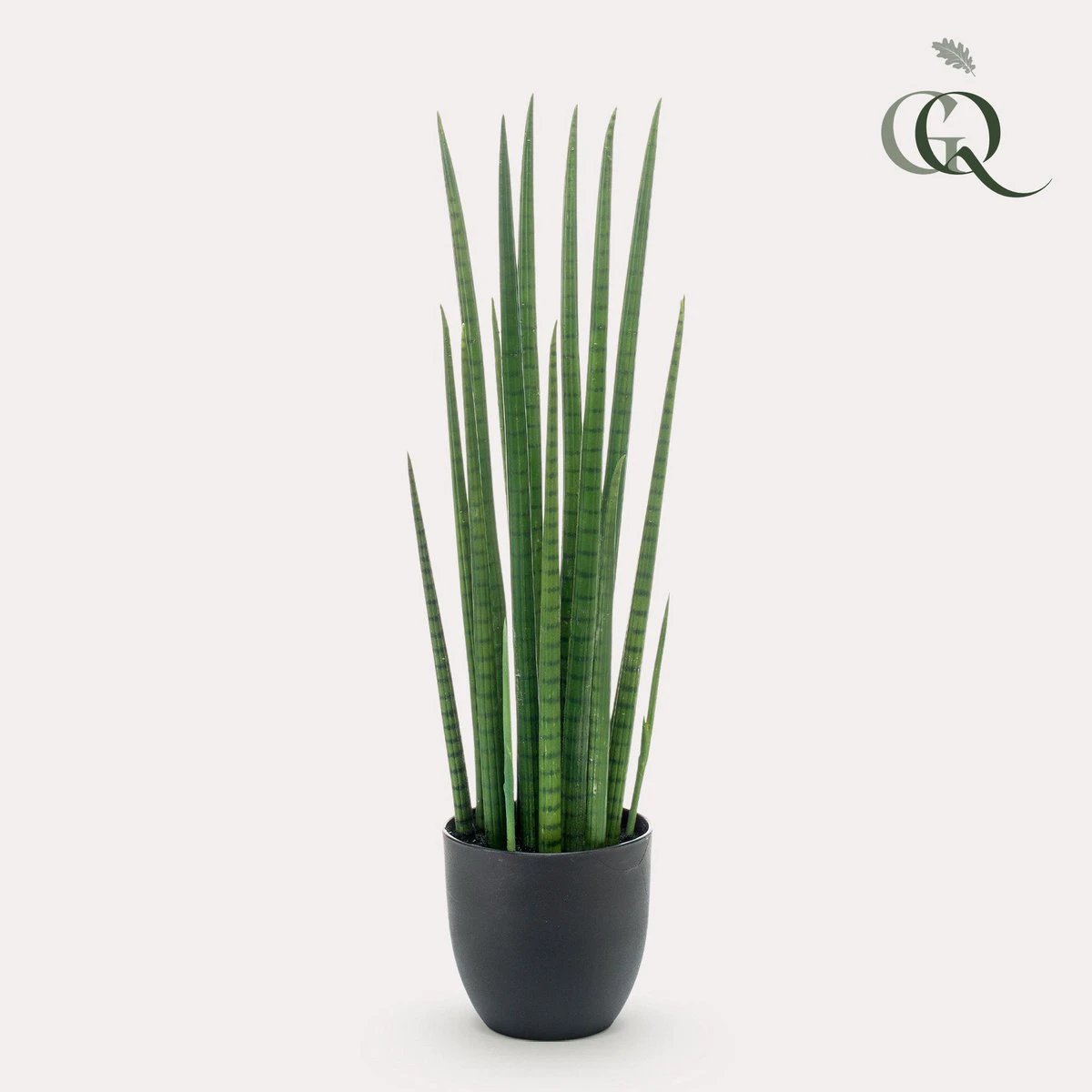Art plant - Sanseveria Cylindrica - Woman tongue - 70 cm by Green boutiQ