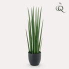 Art plant - Sanseveria Cylindrica - Woman tongue - 70 cm by Green boutiQ