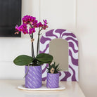 Hummingbird Orchids | Gift set Optimism small lilac | Green plant with orange Phalaenopsis orchid in candy decorative pots on white organic tray by Kolibri Company