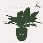 Kunstpflanze – Croton Codiaeum – Wunderstrauch – 38 cm von Green boutiQ
