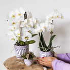 Kolibri Home | Granada - Lilac - Ø9cm by Kolibri Company
