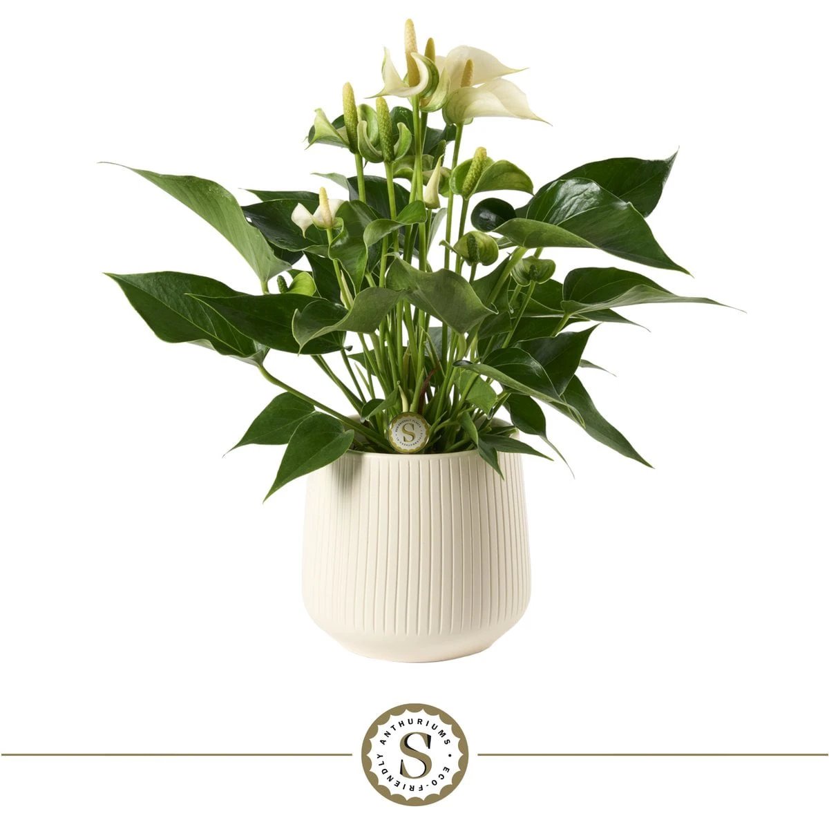 White White Champion by Blooming Luxury