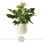 White White Champion by Blooming Luxury