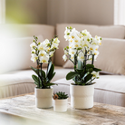 Kolibri Home | Rustic sierpot - White - Ø9cm by Kolibri Company