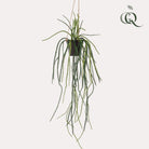 Art plant - Rhypsalis - Coral Cactus - 85 cm by Green boutiQ