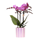 Hummingbird Orchids | purple phalaenopsis orchid Vienna + Painted Stripe pot lilac - pot size Ø9cm | flowering houseplant - fresh from the grower by Kolibri Company