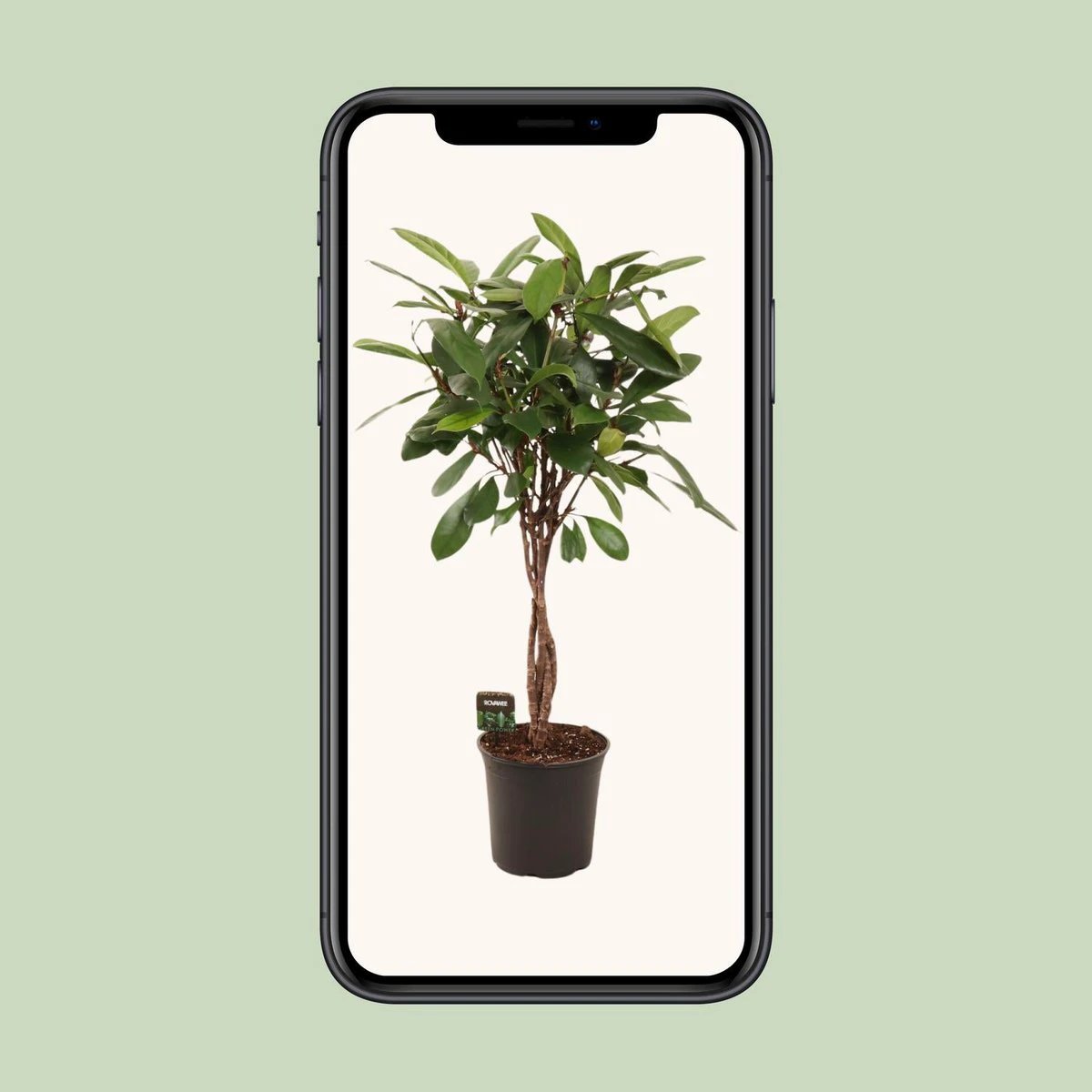 Ficus Cyathistipula Geflochtener Stamm | [P24-H110] von MEERgroothandel Planten