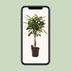 Ficus Cyathistipula Geflochtener Stamm | [P24-H110] von MEERgroothandel Planten
