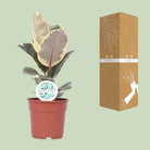 Ficus Elastica Tineke - Ø17cm - ↕50cm by MEERgroothandel Planten