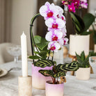 Kolibri Home | Gradience sierpot - Purple - Ø6cm by Kolibri Company