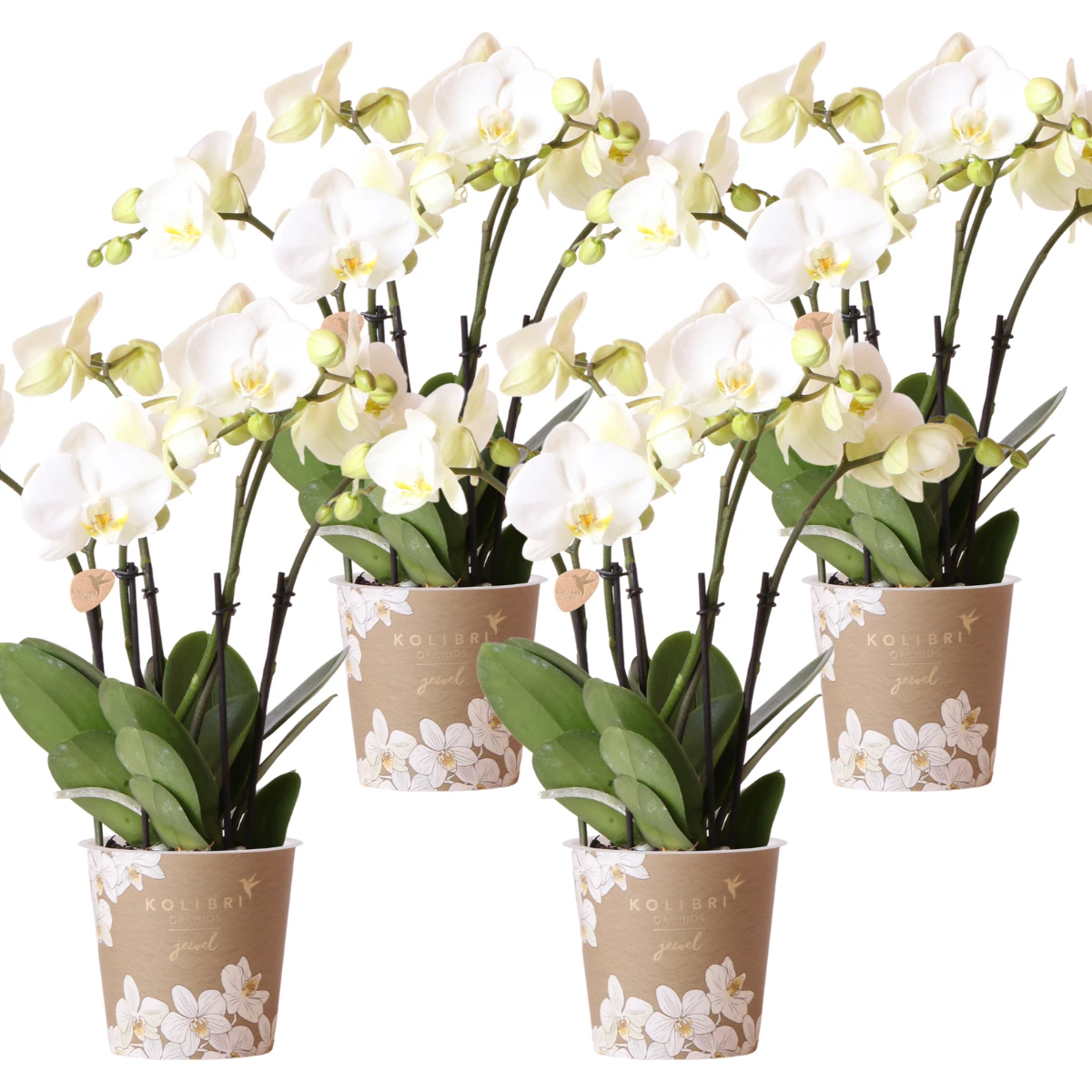 Hummingbird Orchids | COMBI DEAL of 4 white orchids - Ghent - pot size Ø12cm | flowering houseplant - fresh from the grower by Kolibri Company