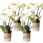 Hummingbird Orchids | COMBI DEAL of 4 white orchids - Ghent - pot size Ø12cm | flowering houseplant - fresh from the grower by Kolibri Company
