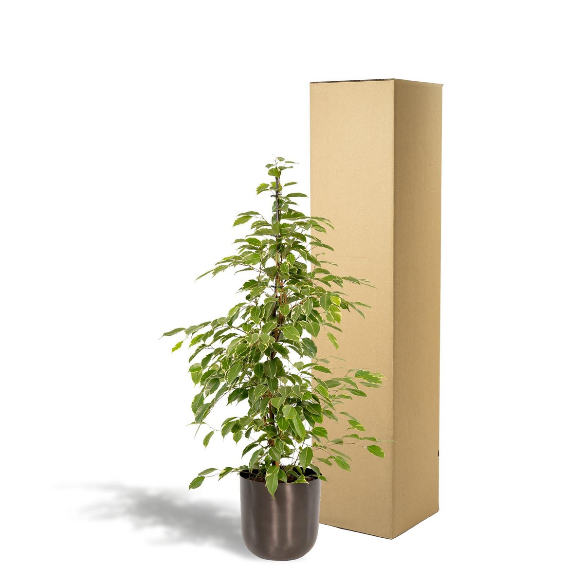 Ficus benjamina Goldenking - ↨95cm - Ø21cm + Topf Mayk Lead von MEERgroothandel Planten